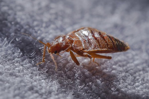 Bed-Bug-Control
