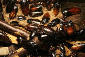 Cockroach-Control