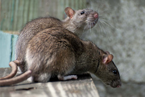 Rat-&-Mice-Removal