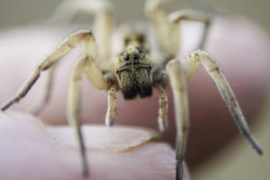 spider control