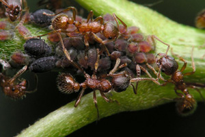 ant