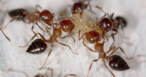 ant