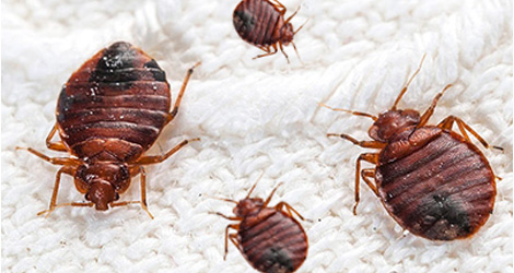 bed-bug