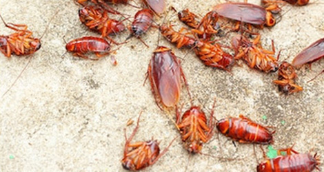 cockroach