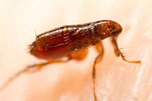 fleas