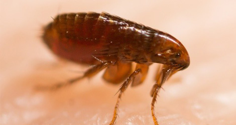 fleas