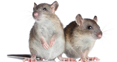 rat-&-mice