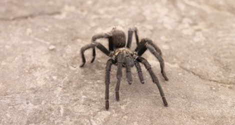 spider
